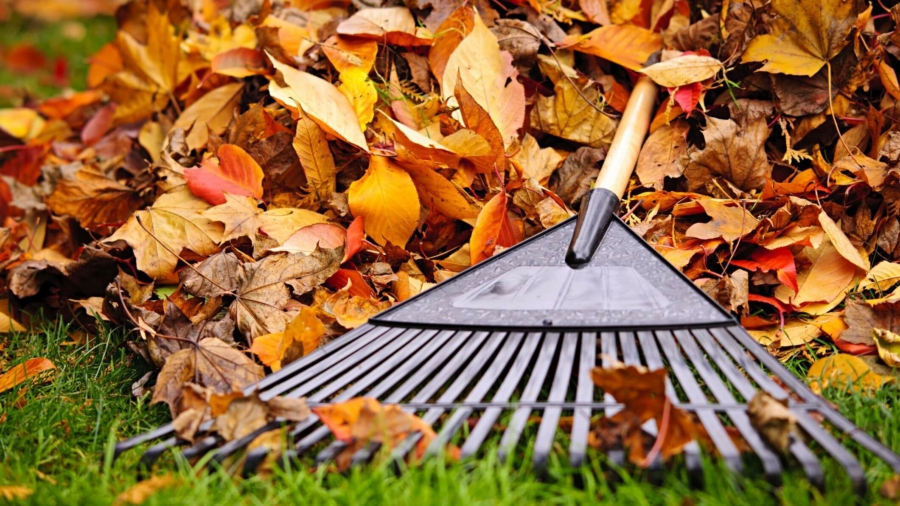 Pile of fall leaves with fan rake on lawn